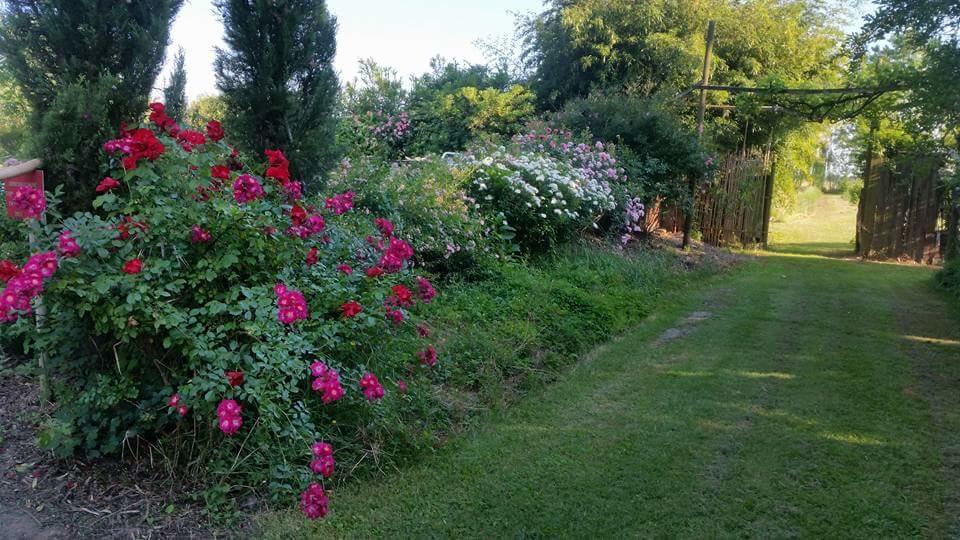 Bordeghina B&B In Farmhouse Pontecchio Polesine Bagian luar foto